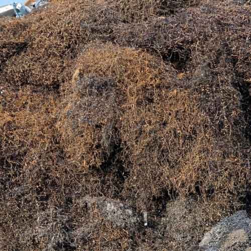 Cut Shear
